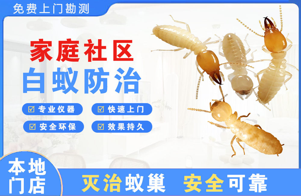 泰州家庭社区白蚁防治